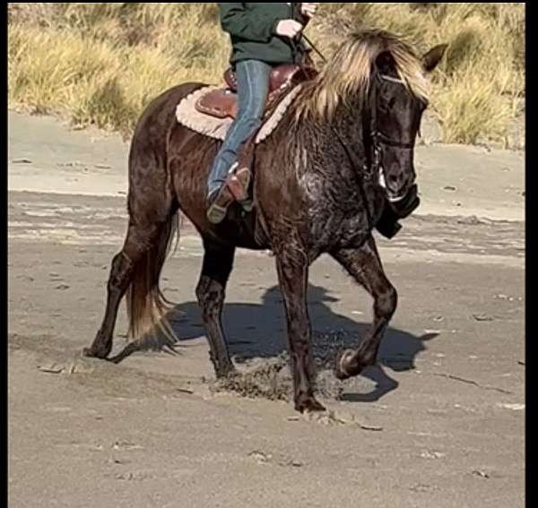 double-registered-rocky-mountain-horse