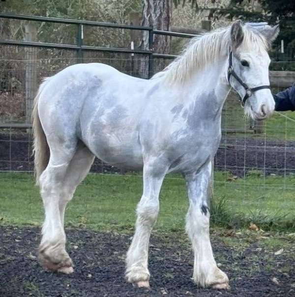 grey-tobiano-filly-for-sale