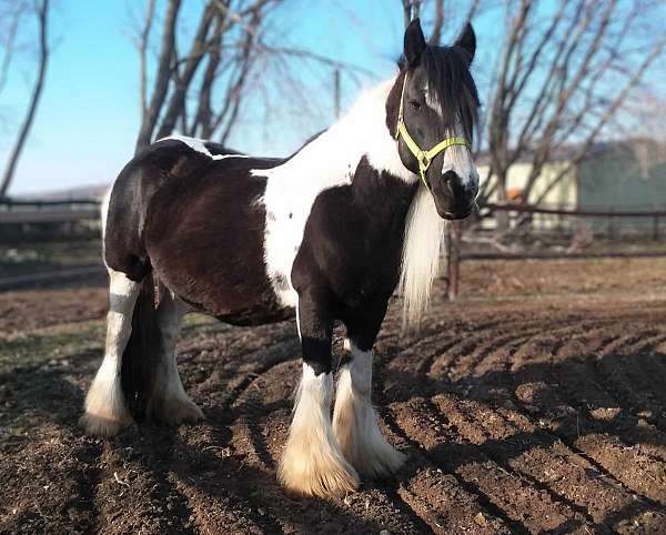 blue-roan-gvhs-unborn-foal