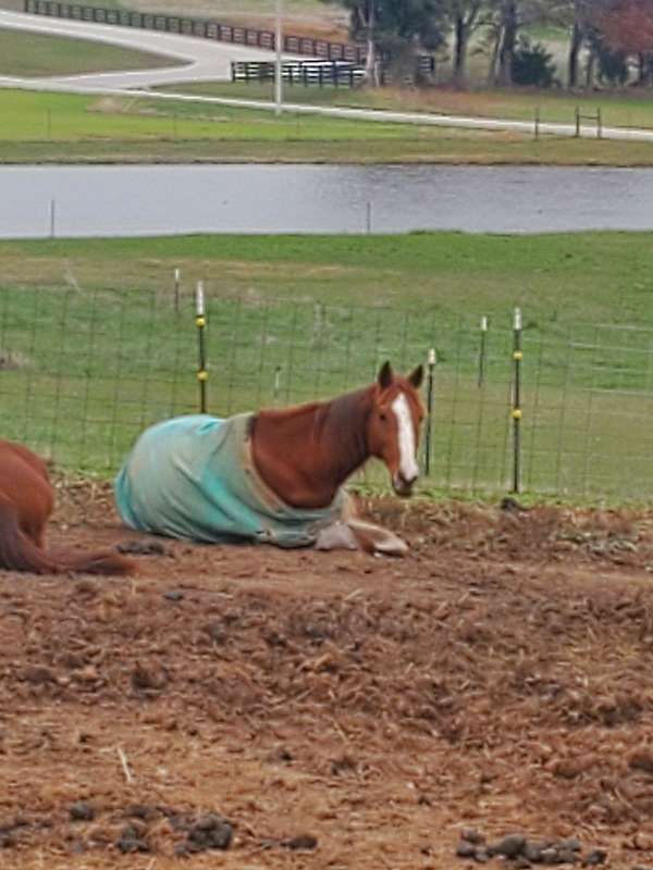 chestnut-stripes-2-white-socks-horse