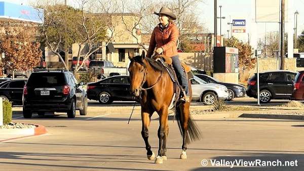 beginner-quarter-horse