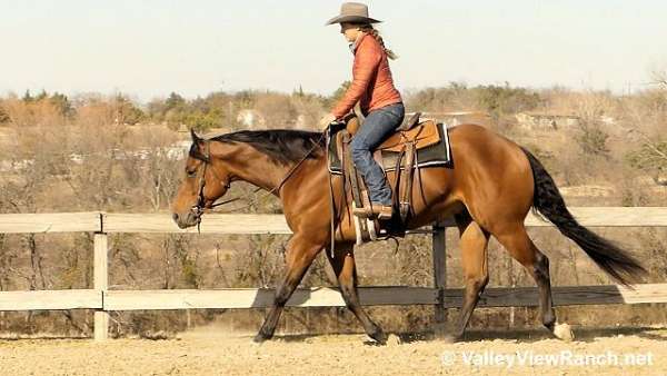 english-pleasure-quarter-horse