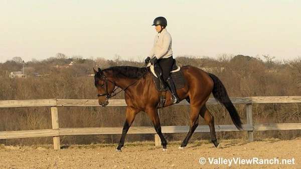 trail-quarter-horse