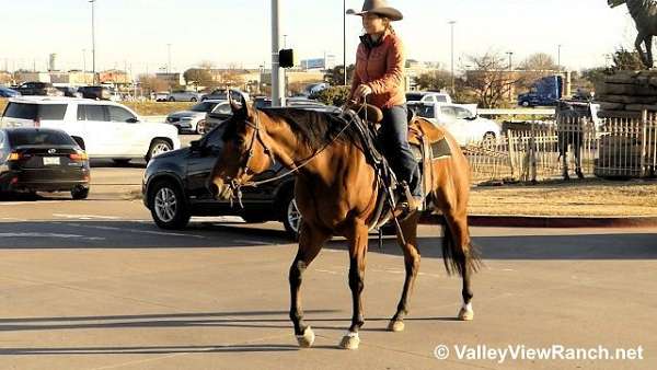 trail-riding-quarter-horse