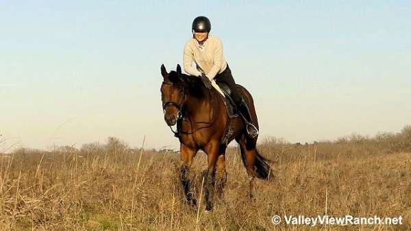 western-dressage-quarter-horse