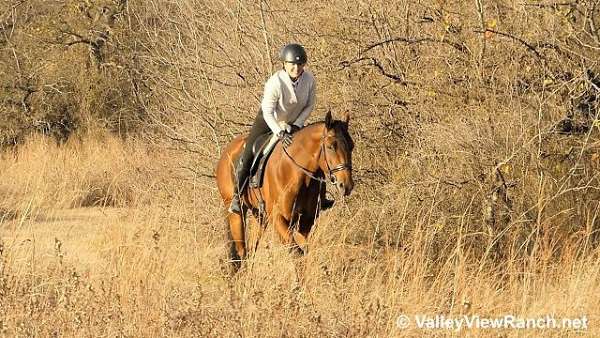 bay-all-around-horse