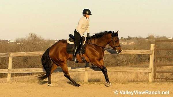 bay-beginner-horse