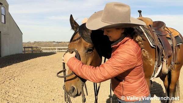 bay-quarter-horse-gelding