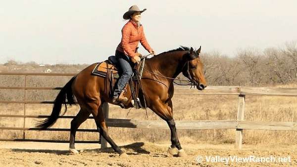 western-pleasure-quarter-horse