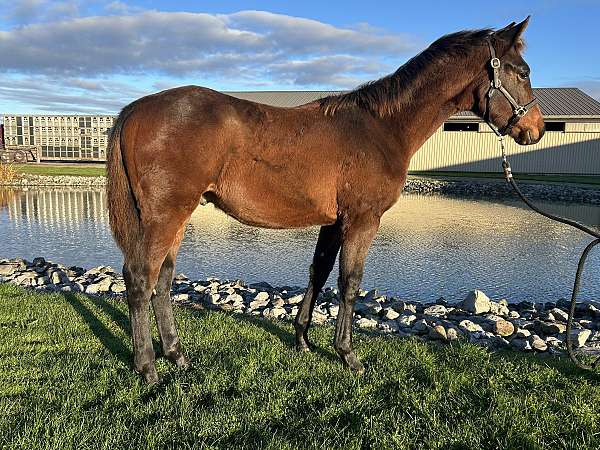 cross-sporthorse-canadian-horse