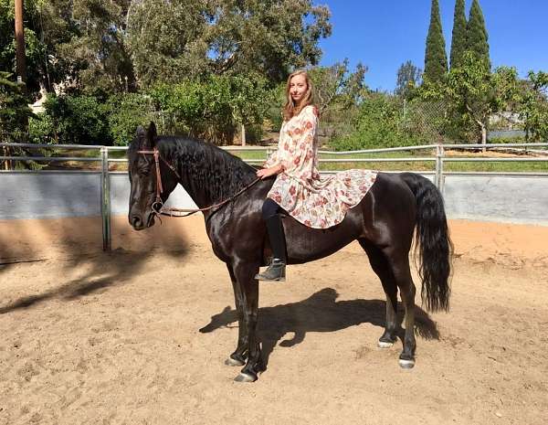 show-arabian-saddlebred-horse