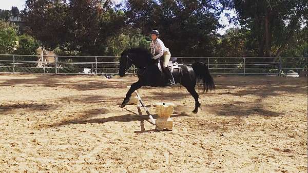 trained-arabian-saddlebred-horse