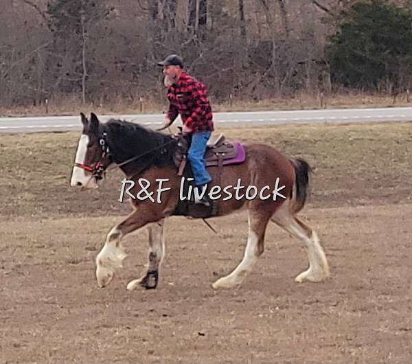 arena-clydesdale-horse