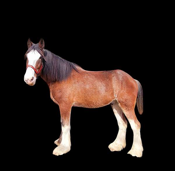 barefoot-clydesdale-horse