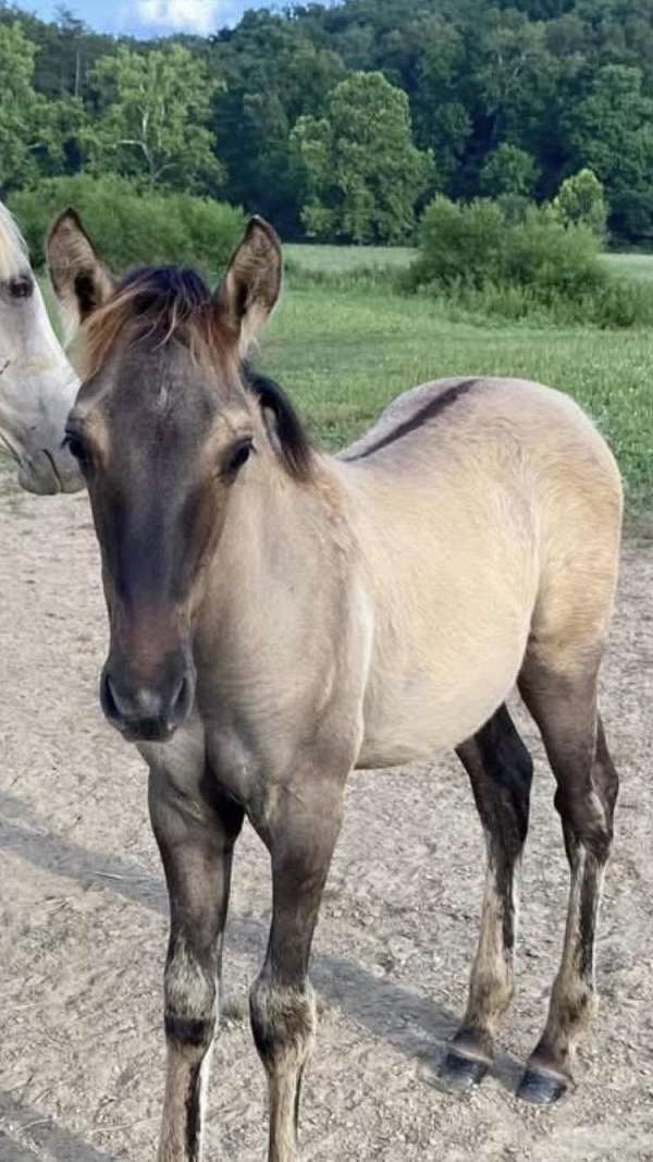 grulla-faint-star-snip-horse