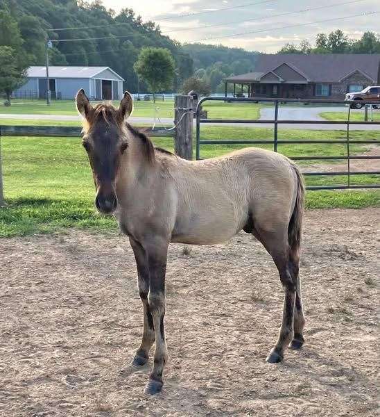 rm-rocky-mountain-horse