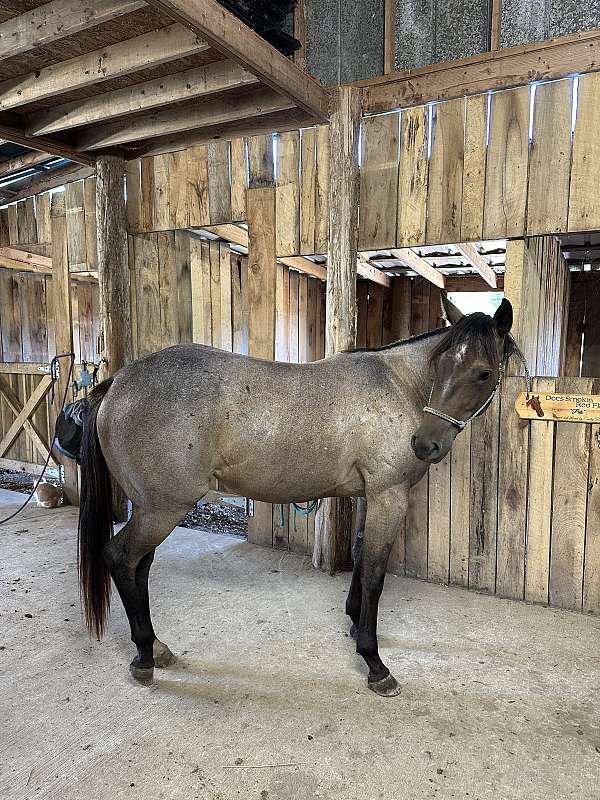 quarter-horse-filly