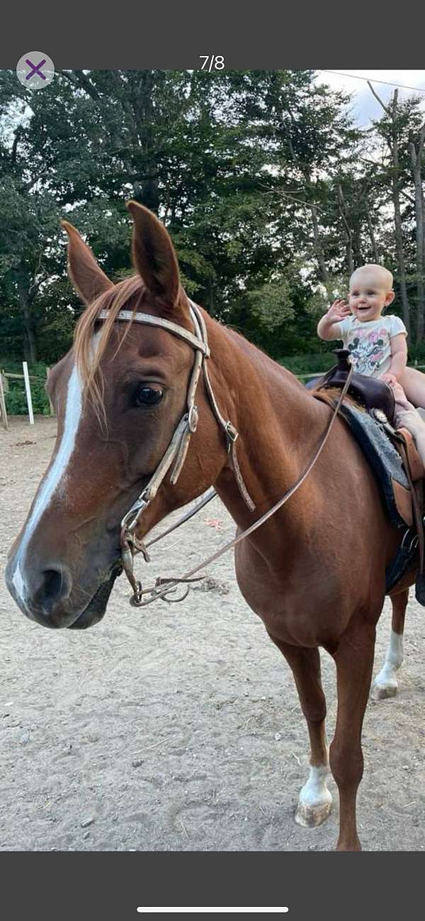 horseback-riding-arabian-horse