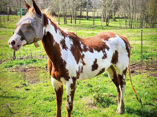 paint-horse