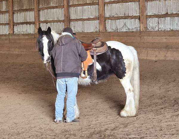 gypsy-colt-horse