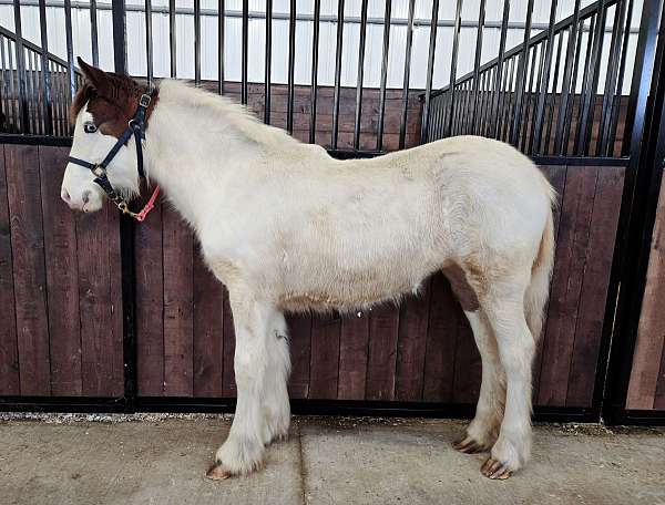 gypsy-vanner-filly