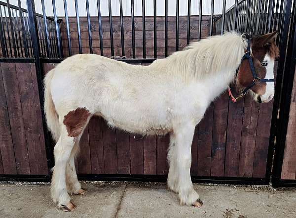 gypsy-vanner-horse-for-sale