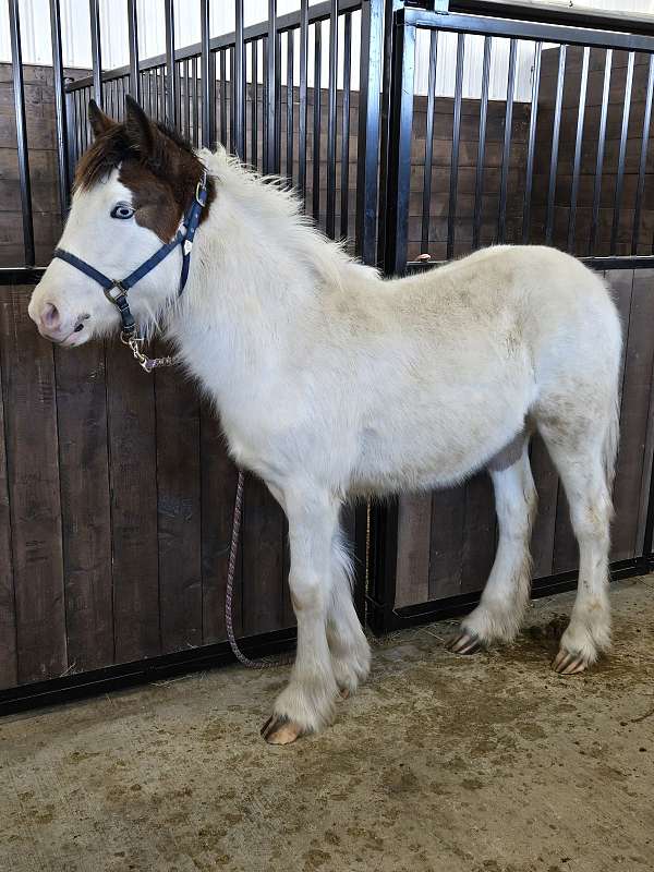 gypsy-vanner-horse