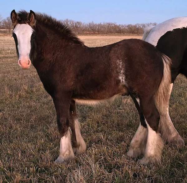 black-gypsy-vanner-colt