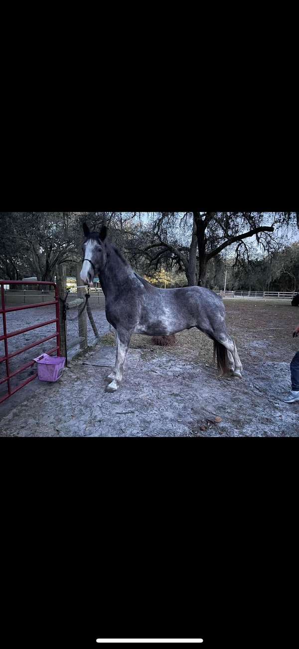 all-around-tennessee-walking-horse