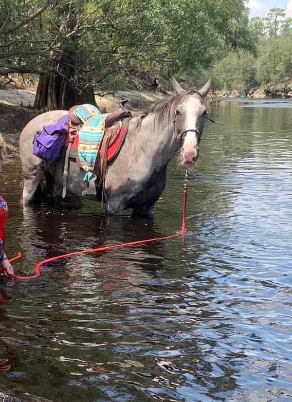 needs-work-tennessee-walking-horse