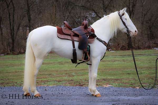 drill-team-lipizzan-horse