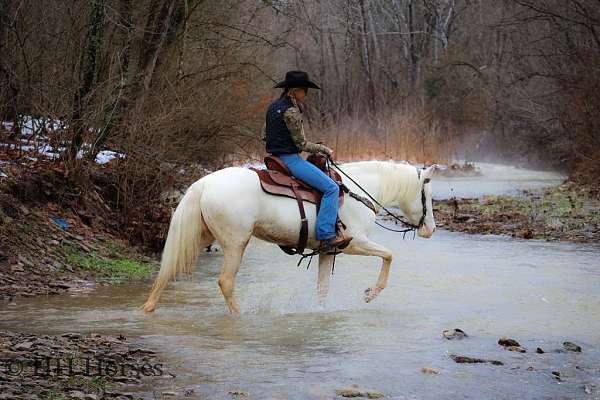 flashy-lipizzan-horse