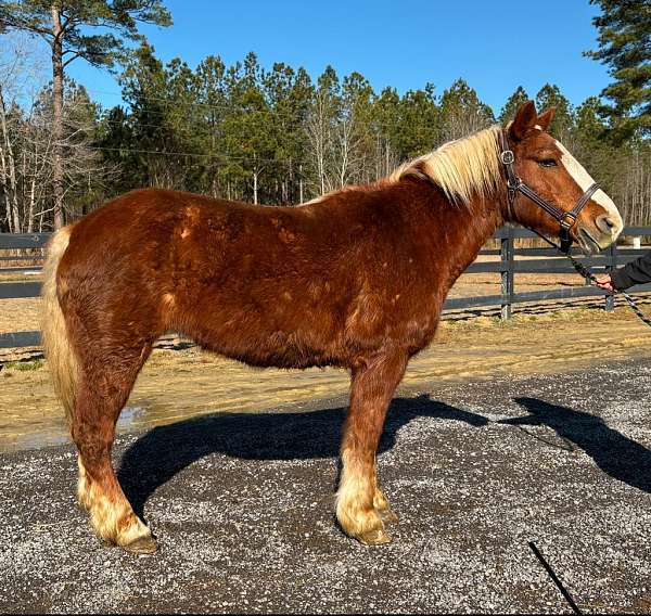 any-age-haflinger-horse