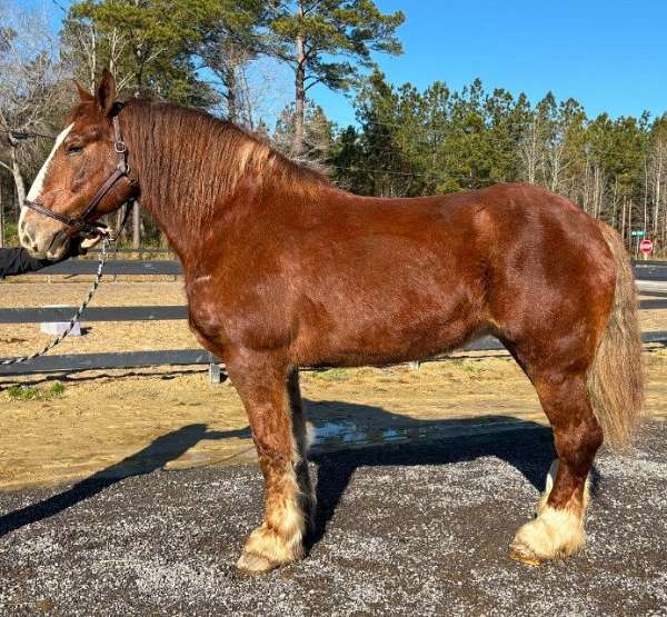 pretty-belgian-horse