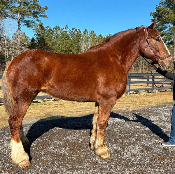 saddle-belgian-horse