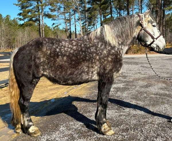 in-foal-percheron-horse