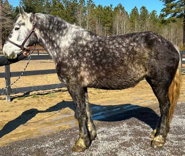 in-foal-to-percheron-horse