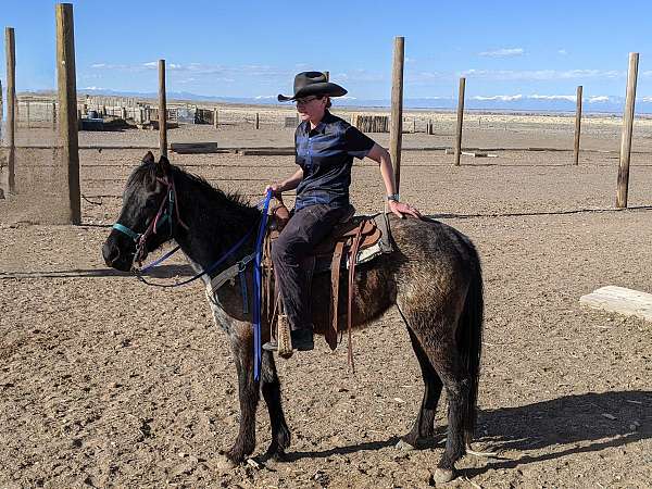 blue-roan-quarter-mare