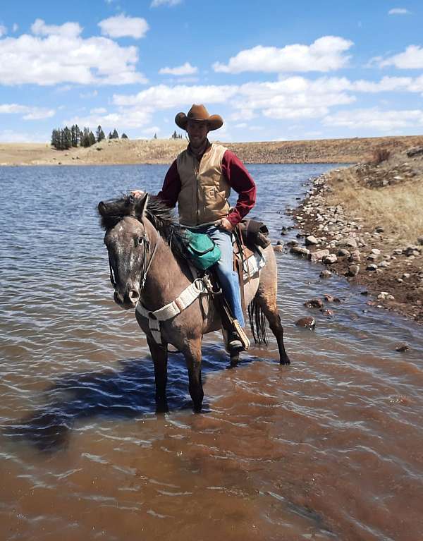 granny-gelding