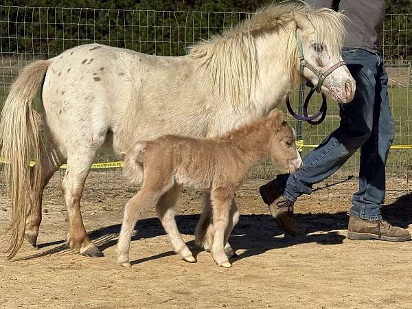 bred-to-appaloosa-horse