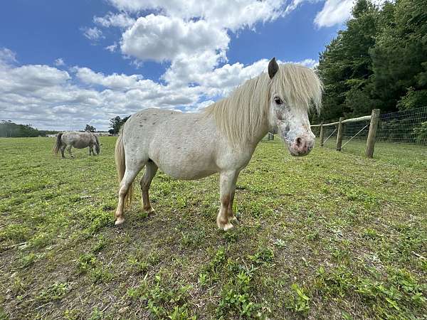 beautiful-buckskin-appaloosa-horse