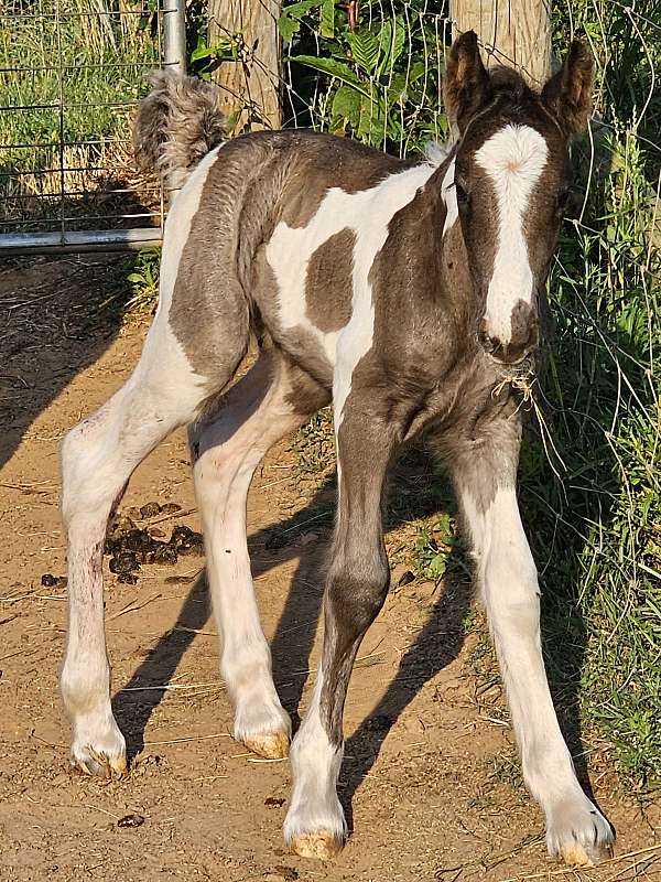 energy-gypsy-vanner-horse