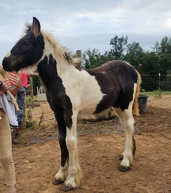 kind-eye-gypsy-vanner-horse