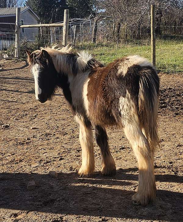 learns-quickly-gypsy-vanner-horse