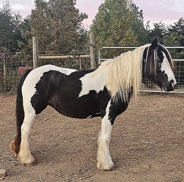 package-deal-gypsy-vanner-horse