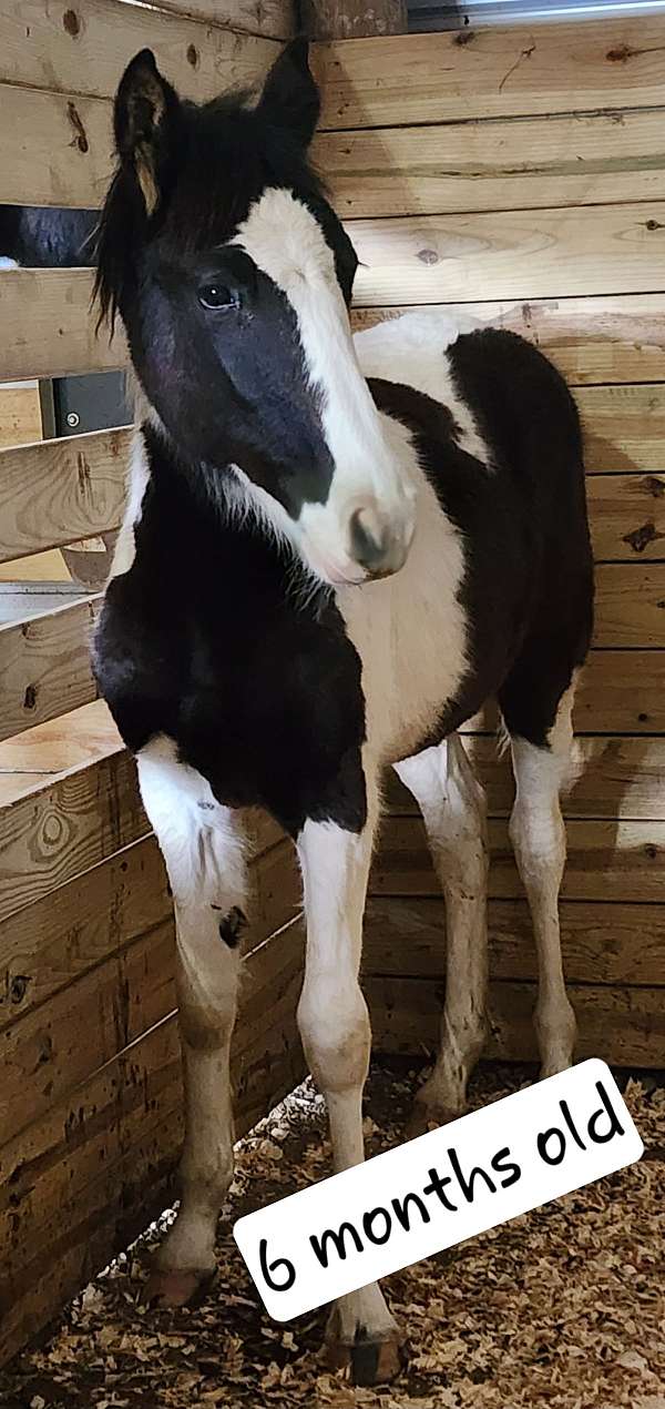 beginner-halter-tennessee-walking-horse