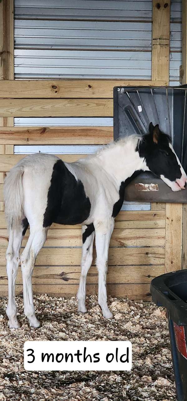 beginner-safe-tennessee-walking-horse