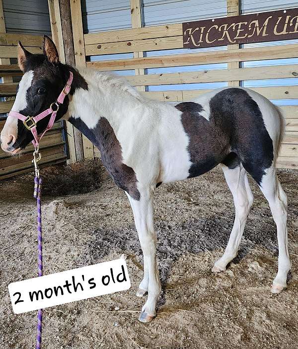 beginner-safe-kid-pony-tennessee-walking-horse