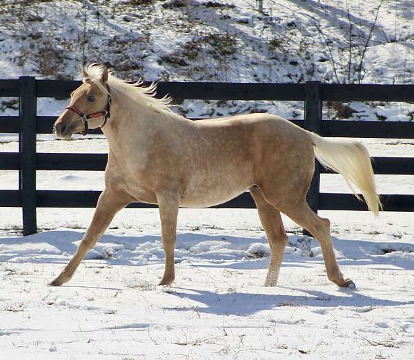 son-of-shining-spark-horse