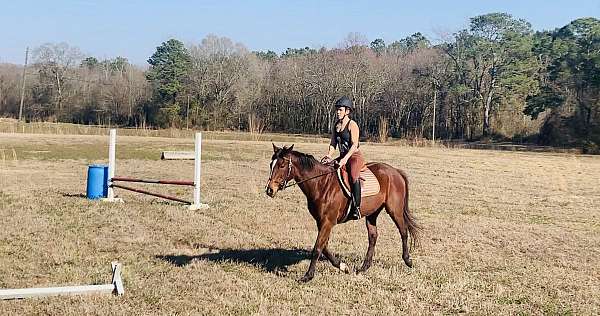 adorable-thoroughbred-horse